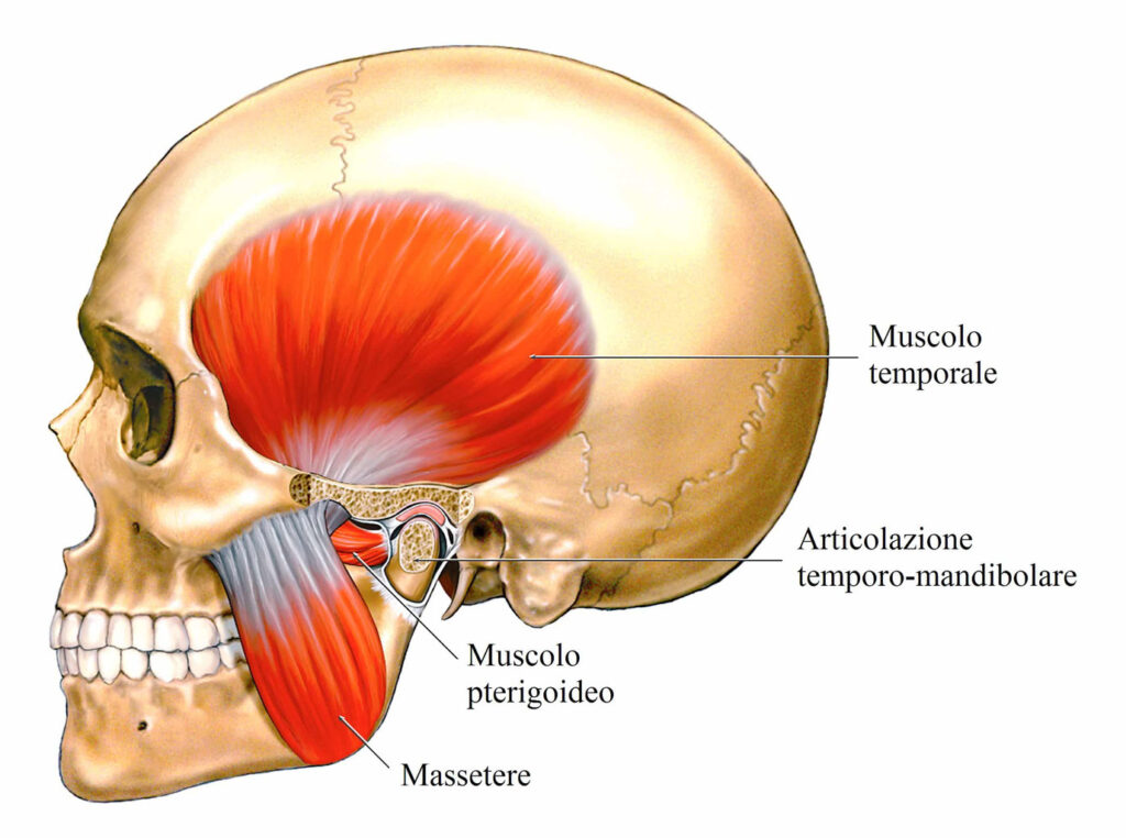 muscolo temporale
